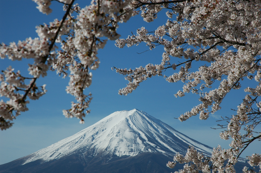 47bb5d01a23b54c4b5b693d01f659465 - 春の河口湖の湖岸は満開の桜と富士山が絶景