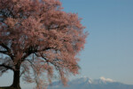 【わに塚の桜】2006年04月06日 06:47撮影
