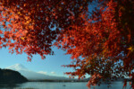 【河口湖】2013年11月16日 09:55撮影